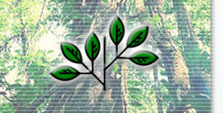 leaves compound and alternate