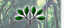 leaves compound and opposite