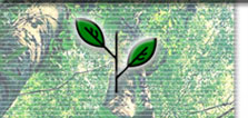 leaves simple and alternate