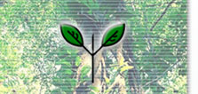 leaves simple and opposite